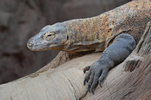 Um dragão de Komodo — Fotografia de Stock