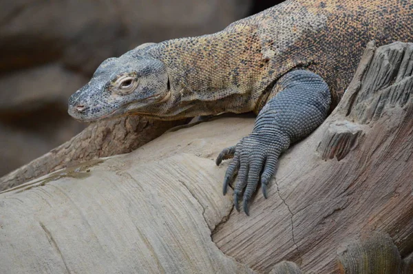 Sebuah Komodo naga — Stok Foto