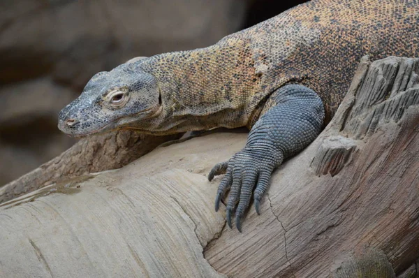 Un dragón Komodo — Foto de Stock