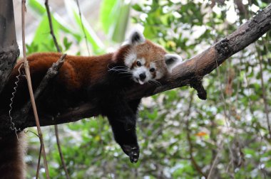 Red Panda