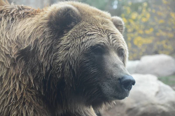 Een grizzly beer — Stockfoto