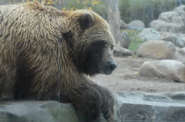 En grizzlybjörn — Stockfoto