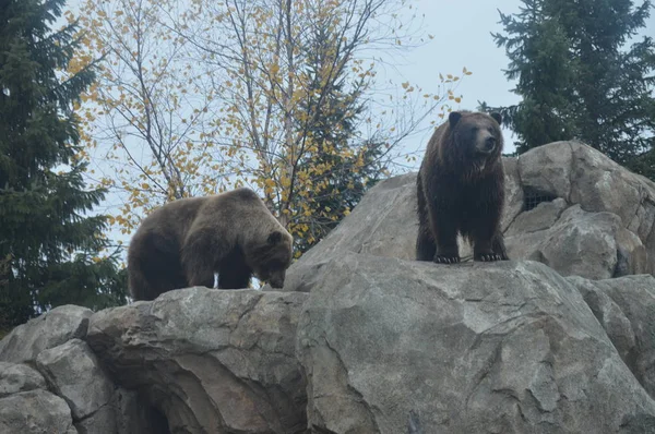 Een grizzly beer — Stockfoto