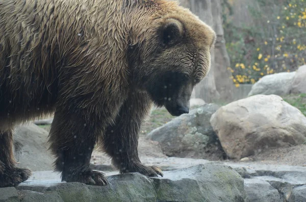 Um urso pardo — Fotografia de Stock