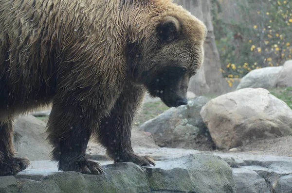 A Grizzly Bear — Zdjęcie stockowe