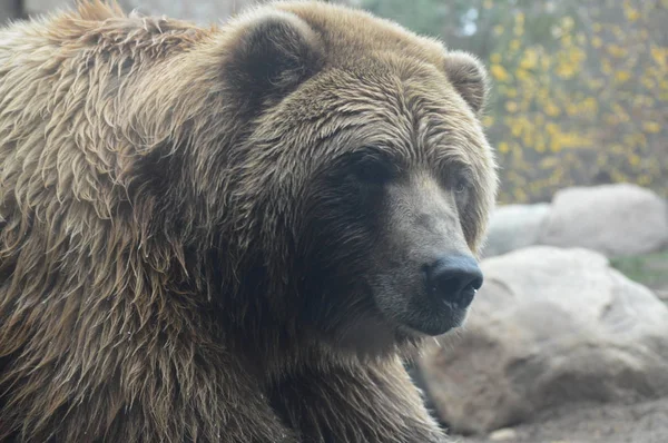 Um urso pardo — Fotografia de Stock