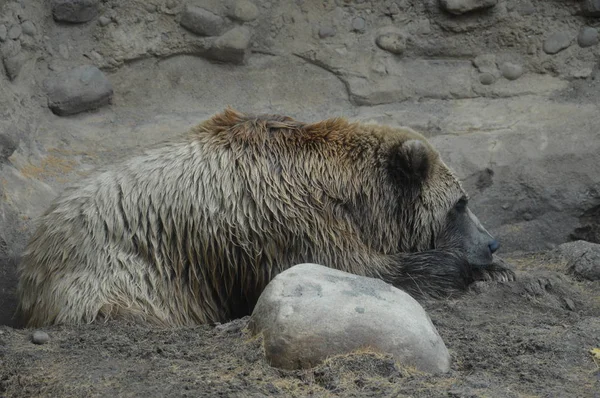 Um urso pardo — Fotografia de Stock