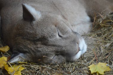 Puma bir kayanın üzerinde