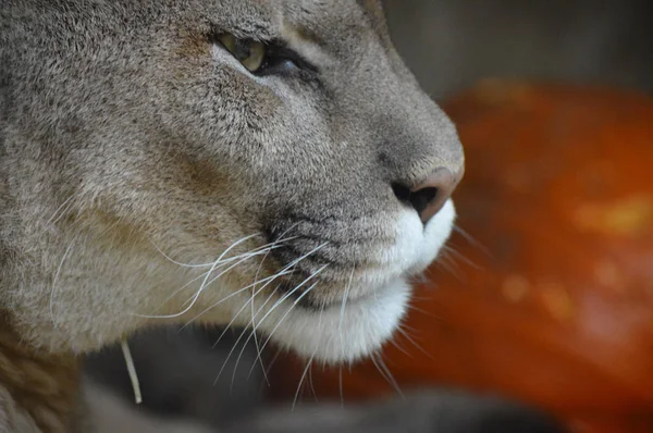 Puma en una roca —  Fotos de Stock