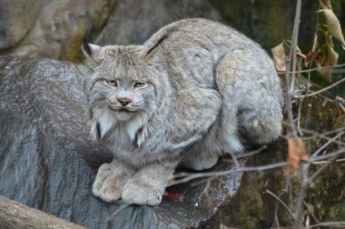 Lynx bir kayanın üzerinde