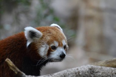 Red Panda