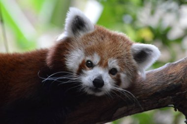 Red Panda