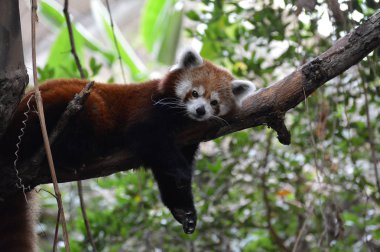 Red Panda