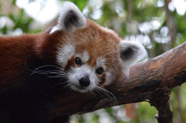 Red Panda