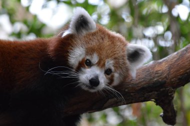 Red Panda