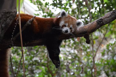 Red Panda
