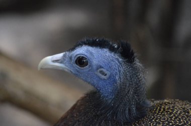 Bir Argus yakın çekim