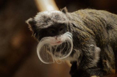 Emperor Tamarin