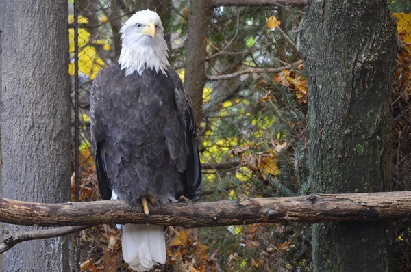 Ein Weißkopfseeadler — Stockfoto