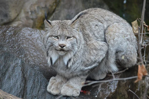 Lynx bir kayanın üzerinde
