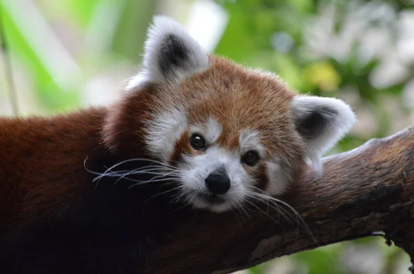 Red Panda