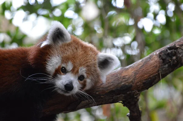 Red Panda