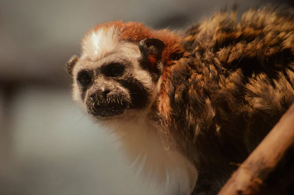 A Small Tamarin — Stock Photo, Image