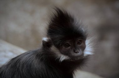 Francois Langur maymun