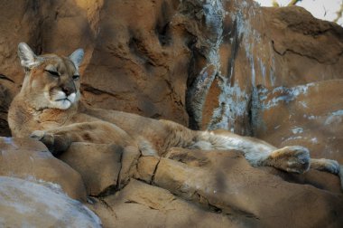 Puma bir kayanın üzerinde