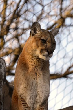 Puma bir kayanın üzerinde