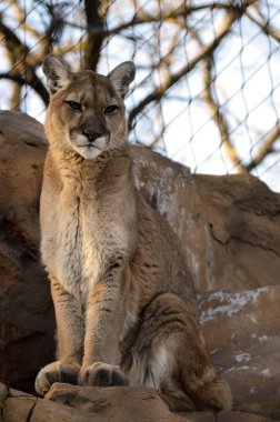 Puma bir kayanın üzerinde