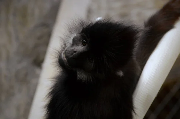 Francois Langur aap — Stockfoto