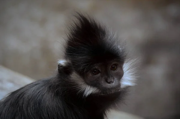 Francois Langur majom — Stock Fotó