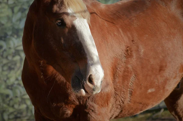 Взрослый конь — стоковое фото