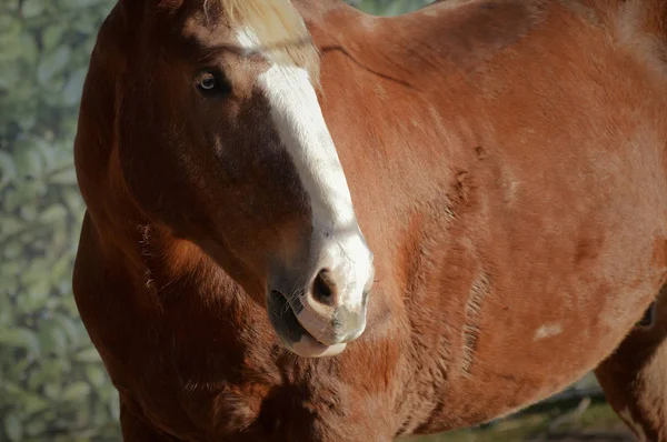 Ein erwachsenes Pferd — Stockfoto