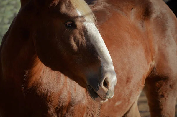 大人の馬 — ストック写真