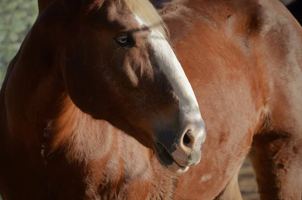 Ein erwachsenes Pferd — Stockfoto