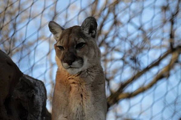 Puma on a Rock — Stock Photo, Image