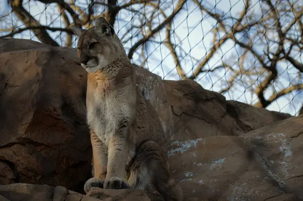 Puma on a Rock — Stok Foto