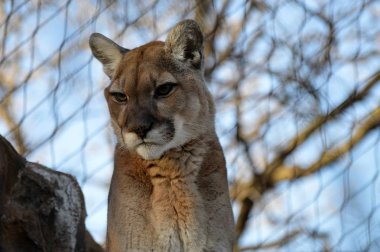 Puma bir kayanın üzerinde