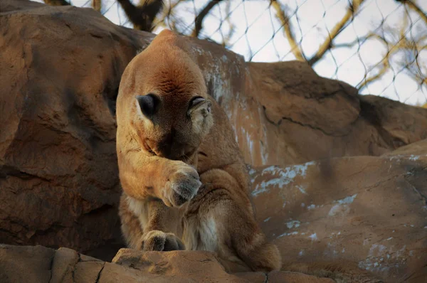 Puma su una roccia — Foto Stock