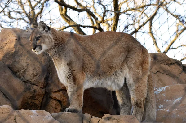 Puma on a Rock — Stock Photo, Image