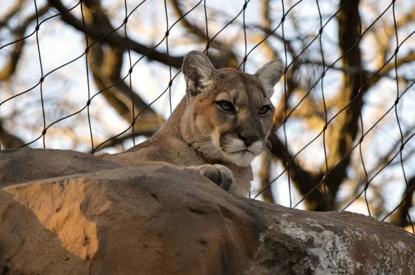 Puma en una roca —  Fotos de Stock