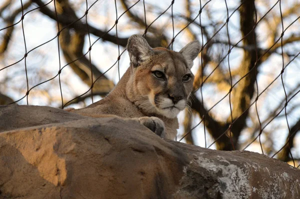 Puma en una roca —  Fotos de Stock