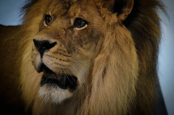 Лев мужского пола — стоковое фото