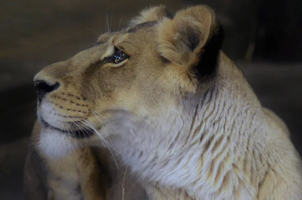 A Female Lion — Stock Photo, Image