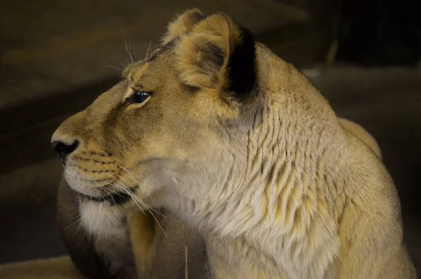 A Female Lion — Stock Photo, Image