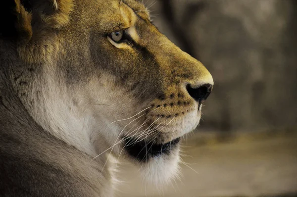 A Female Lion — Stock Photo, Image