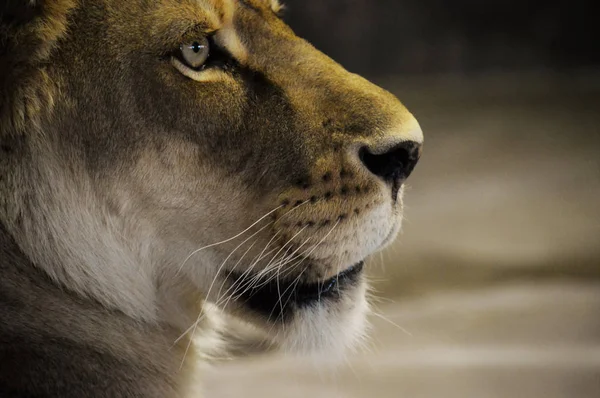 A Female Lion — Stock Photo, Image