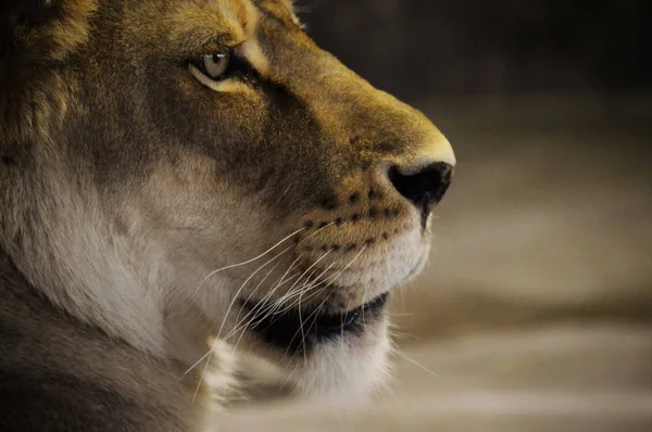 雌のライオン — ストック写真